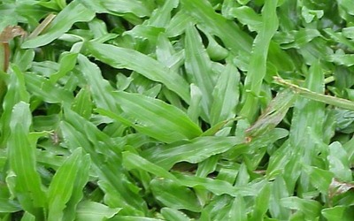 Grama Batatais